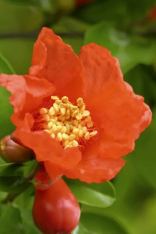 Austin Pomegranate - 3 Gallon Pot 4 Austin Pomegranate - 3 Gallon Pot - Image 4