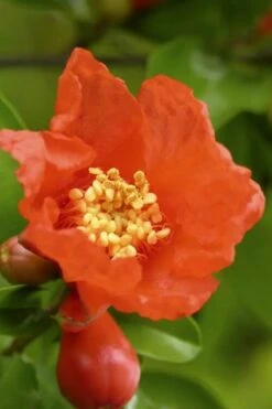 Salavatski Cold Hardy Russian Pomegranate - 3 Gallon Pot -Breeze Sprout Sales Pomegranate Salavatski 3