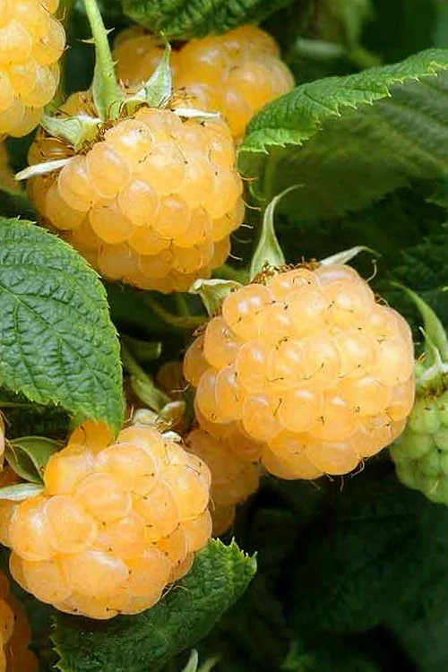 Fall Gold Raspberry - 1 Gallon Pot 1 Fall Gold Raspberry - 1 Gallon Pot