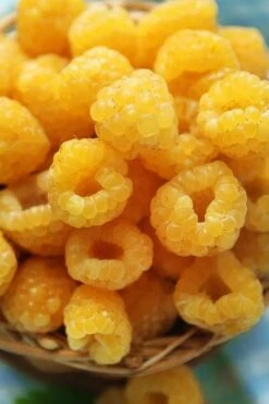 Fall Gold Raspberry - 1 Gallon Pot 7 Fall Gold Raspberry - 1 Gallon Pot -Breeze Sprout Sales Raspberry Fall Gold 2