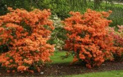 Gibraltar Azalea (Rhododendron) - 3 Gallon Pot -Breeze Sprout Sales Rhododendron Gibraltar 1