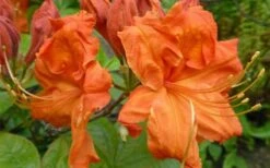 Gibraltar Azalea (Rhododendron) - 3 Gallon Pot -Breeze Sprout Sales Rhododendron Gibraltar 3