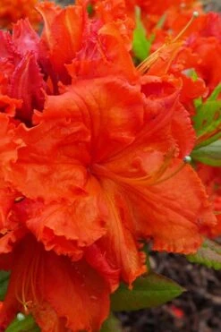 Gibraltar Azalea (Rhododendron) - 3 Gallon Pot -Breeze Sprout Sales Rhododendron Gibraltar 4