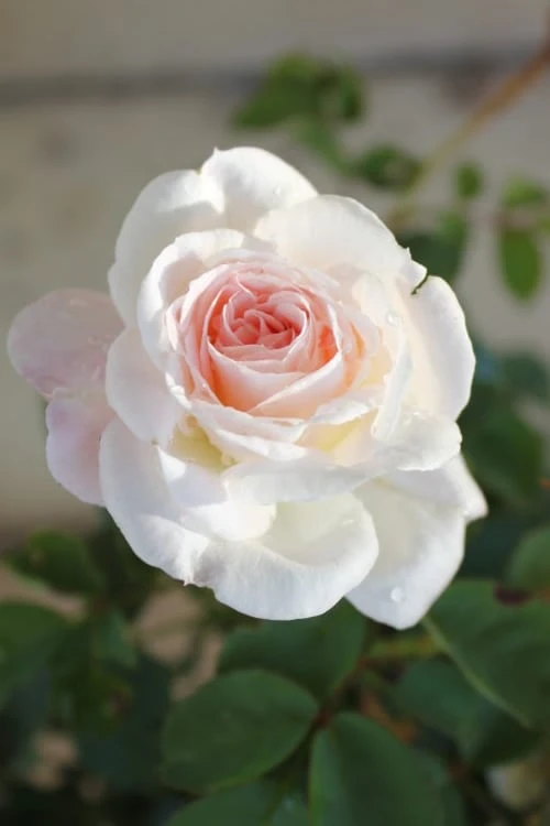 Brindabella Touch Of Pink Shrub Rose - 2 Gallon Pot 6 Brindabella Touch Of Pink Shrub Rose - 2 Gallon Pot - Image 6