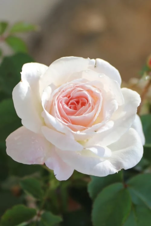 Brindabella Touch Of Pink Shrub Rose - 2 Gallon Pot 1 Brindabella Touch Of Pink Shrub Rose - 2 Gallon Pot