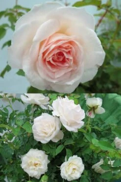 Brindabella Touch Of Pink Shrub Rose - 2 Gallon Pot 10 Brindabella Touch Of Pink Shrub Rose - 2 Gallon Pot -Breeze Sprout Sales Rose Brindabella Touch of Pink 3