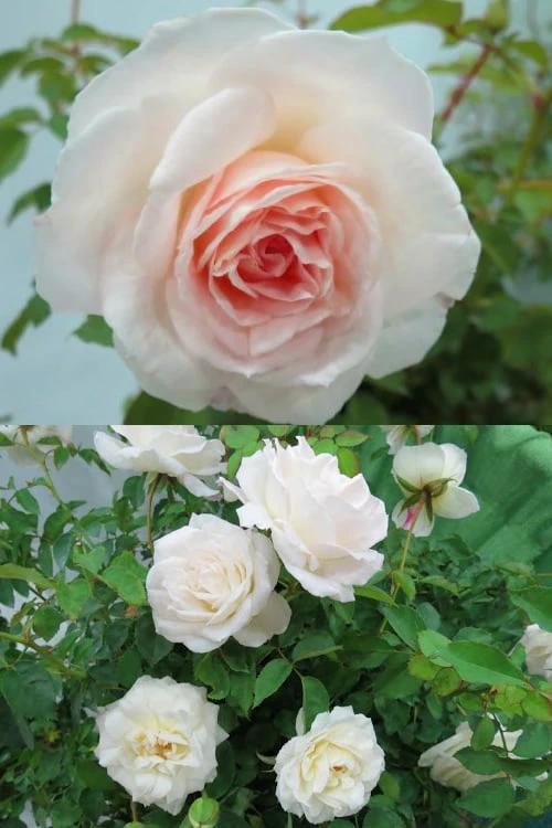 Brindabella Touch Of Pink Shrub Rose - 2 Gallon Pot 5 Brindabella Touch Of Pink Shrub Rose - 2 Gallon Pot - Image 5
