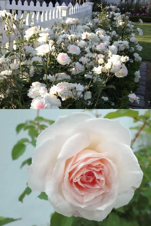 Brindabella Touch Of Pink Shrub Rose - 2 Gallon Pot 4 Brindabella Touch Of Pink Shrub Rose - 2 Gallon Pot - Image 4