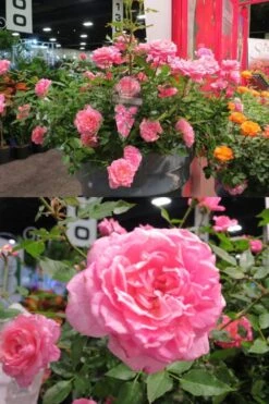 Sunrosa Fragrant Pink Dwarf Shrub Rose - 1 Gallon Pot -Breeze Sprout Sales Rose Sunrosa Fragrant Pink 50