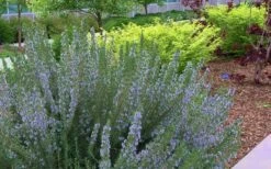 Arp Rosemary - 1 Gallon Pot -Breeze Sprout Sales Rosemary Arp Blooming 2