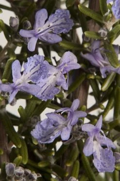 Barbeque Rosemary Plant - 6 Pack Of Pint Pots -Breeze Sprout Sales Rosemary Barbeque 13 1