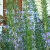 Barbeque Rosemary Plant - 1 Gallon Pot