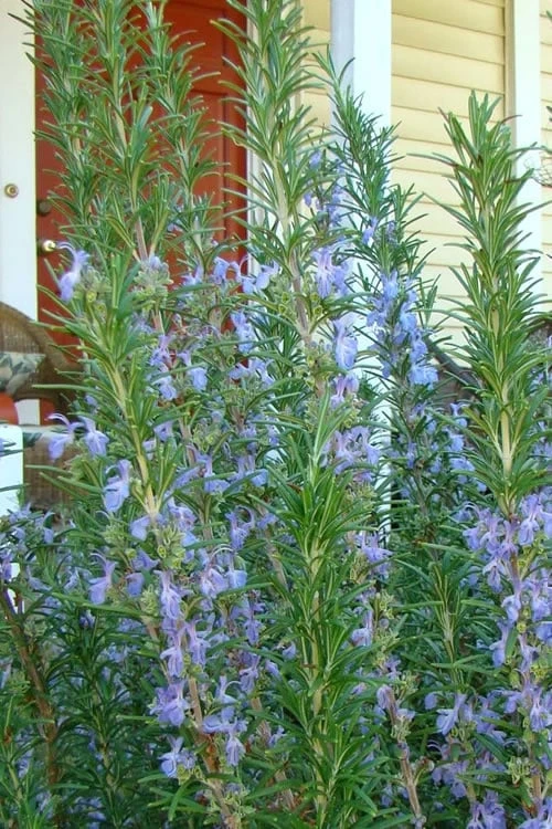 Barbeque Rosemary Plant - 1 Gallon Pot 1 Barbeque Rosemary Plant - 1 Gallon Pot