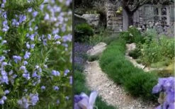 Chef's Choice Rosemary - 1 Gallon Pot -Breeze Sprout Sales Rosemary Chefs Choice 2