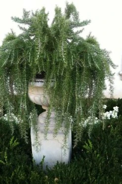 Foxtail Rosemary Plant - 1 Gallon Pot -Breeze Sprout Sales Rosemary Foxtail 2 1