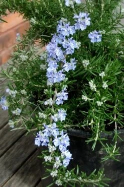 Foxtail Rosemary Plant - 1 Gallon Pot -Breeze Sprout Sales Rosemary Foxtail 3 1