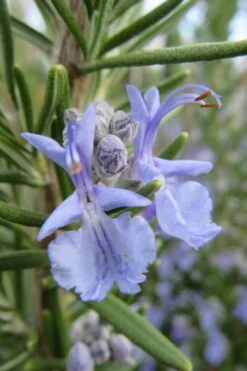 Prostrate Creeping Rosemary - 1 Gallon Pot -Breeze Sprout Sales Rosemary Prostrate 17 1