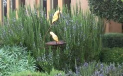 Tuscan Blue Rosemary - 5 Pack Of Quart Pots -Breeze Sprout Sales Rosemary Tuscan Blue 2 1