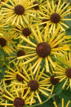 Henry Eilers Sweet Coneflower (Rudbeckia Daisy) - 1 Gallon Pot -Breeze Sprout Sales Rudbeckia Henry Eilers 1