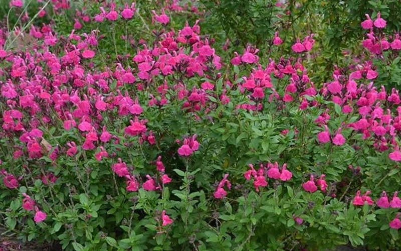 Heatwave Brilliance Salvia (Sage) - 1 Gallon Pot 5 Heatwave Brilliance Salvia (Sage) - 1 Gallon Pot - Image 5