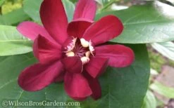 Aphrodite Sweetshrub (Carolina Allspice) - Calycanthus - 3 Gallon Pot -Breeze Sprout Sales Sweet Shrub Aphrodite 50
