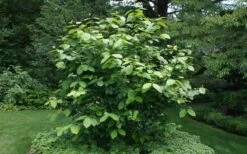 Aphrodite Sweetshrub (Carolina Allspice) - Calycanthus - 3 Gallon Pot -Breeze Sprout Sales Sweet Shrub Aphrodite Shrub