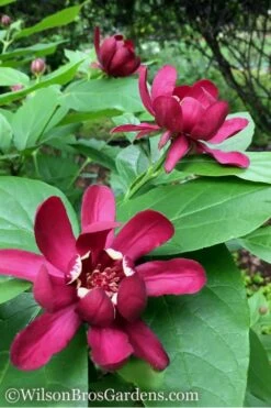 Aphrodite Sweetshrub (Carolina Allspice) - Calycanthus - 3 Gallon Pot -Breeze Sprout Sales Sweetshrub Aphrodite 1 500x750 1