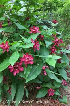 Aphrodite Sweetshrub (Carolina Allspice) - Calycanthus - 3 Gallon Pot -Breeze Sprout Sales Sweetshrub Aphrodite 20