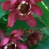 Aphrodite Sweetshrub (Carolina Allspice) - Calycanthus - 3 Gallon Pot