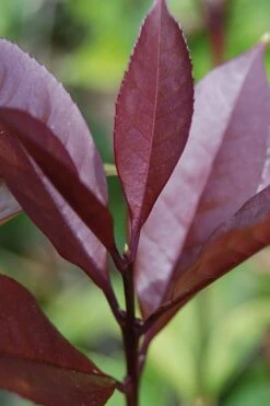 Apricot Echo Tea Olive - Osmanthus Fragrans Aurantiacus - 1 Gallon Pot -Breeze Sprout Sales Tea Olive Apricot Echo 4