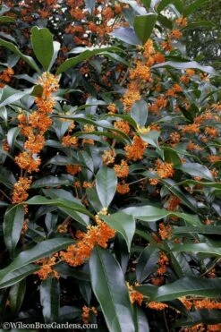 Fragrant Orange Tea Olive - Osmanthus Fragrans Aurantiacus - 1 Gallon Pot -Breeze Sprout Sales Tea Olive Orange 102