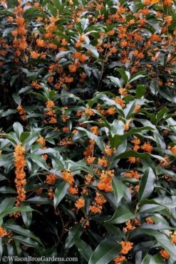 Fragrant Orange Tea Olive - Osmanthus Fragrans Aurantiacus - 5 Gallon Pot -Breeze Sprout Sales Tea Olive Orange 103 1