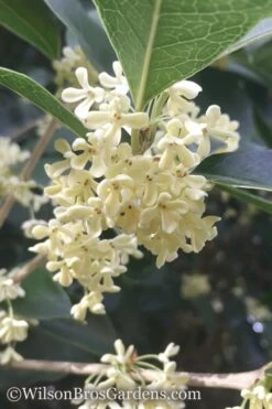 Fragrant White Tea Olive - 7 Gallon Pot (3-4')