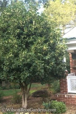 Fragrant White Tea Olive - 7 Gallon Pot (3-4') -Breeze Sprout Sales Teav Olive White Osmanthus Fragrans 500x750 2