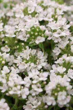 White Creeping Thyme (Thymus Praecox 'Albiflorus') - 6 Pack Of Pint Pots 8 White Creeping Thyme (Thymus Praecox 'Albiflorus') - 6 Pack Of Pint Pots -Breeze Sprout Sales Thyme Creeping White 3 2