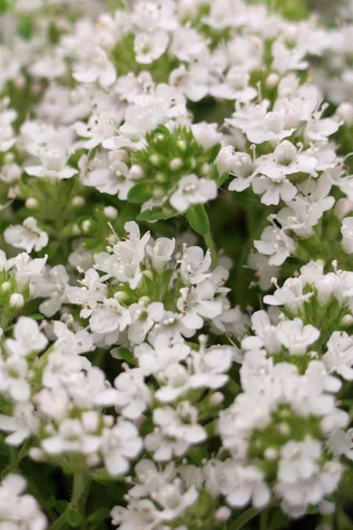 White Creeping Thyme (Thymus Praecox 'Albiflorus') - 6 Pack Of Pint Pots 4 White Creeping Thyme (Thymus Praecox 'Albiflorus') - 6 Pack Of Pint Pots - Image 4