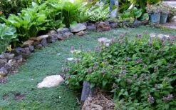 Elfin Creeping Thyme - Thymus Serpyllum Elfin - 3 Pack Of Pint Pots -Breeze Sprout Sales Thyme Elfin 10