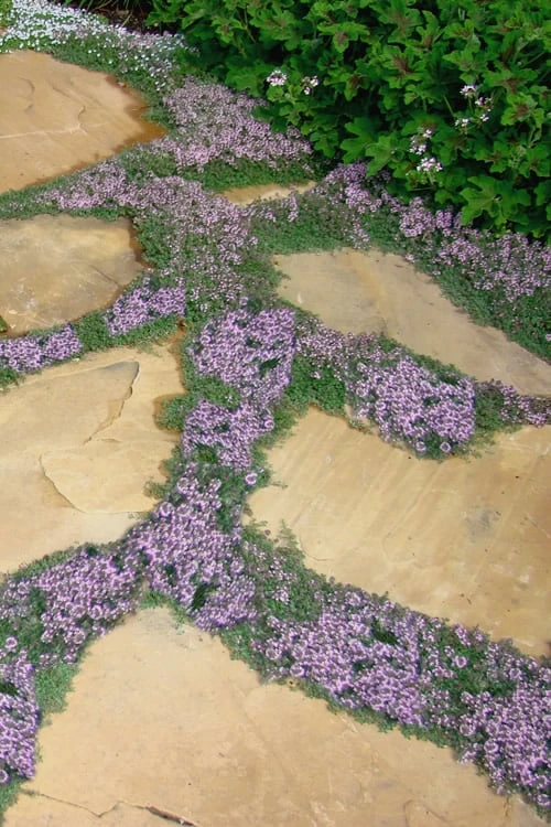 Elfin Creeping Thyme (Thymus Serpyllum 'Elfin') - 5 Pack Of Pint Pots 1 Elfin Creeping Thyme (Thymus Serpyllum 'Elfin') - 5 Pack Of Pint Pots