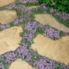 Elfin Creeping Thyme - Thymus Serpyllum Elfin - 18 Pack Of 3.5" Pint Pots