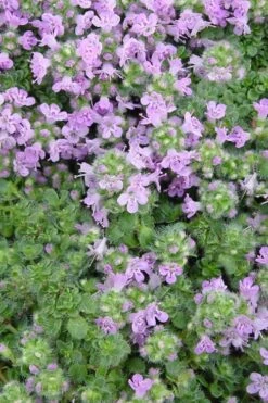 Elfin Creeping Thyme - Thymus Serpyllum Elfin - 6 Pack Of 3.5" Pint Pots -Breeze Sprout Sales Thyme Elfin BS 2