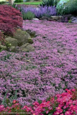 Pink Chintz Thyme - Thymus Serpyllum - 10 Pack Of Quart Pots -Breeze Sprout Sales Thyme Pink Chintz 10 5