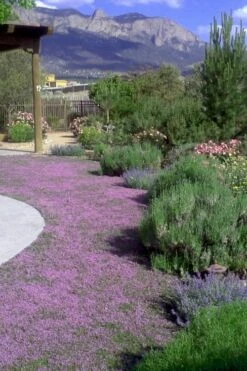 Creeping Mother Of Thyme (Thymus Serpyllum) - 5 Pack Of Quart Pots