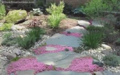 Pink Chintz Thyme - Thymus Serpyllum - 5 Pack Of Quart Pots -Breeze Sprout Sales Thyme Pink Chintz 8 4