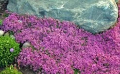 Red Creeping Thyme - Thymus Praecox 'Coccineus' - 10 Pack Of Pint Pots -Breeze Sprout Sales Thyme Red Creeping 10 1