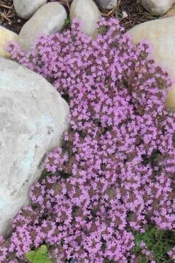 Creeping Mother Of Thyme (Thymus Serpyllum) - 5 Pack Of Quart Pots -Breeze Sprout Sales Thyme Red Creeping 12 1