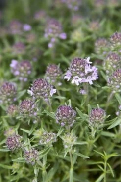 Spicy Orange Thyme - 6 Pack Of Pint Pots -Breeze Sprout Sales Thyme Spicy Orange 10