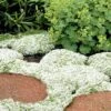 White Creeping Thyme (Thymus Praecox 'Albiflorus') - 6 Pack Of Pint Pots