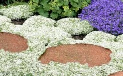 White Creeping Thyme (Thymus Praecox 'Albiflorus') - 5 Pack Of Quart Pots -Breeze Sprout Sales Thyme White Creeping 5