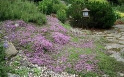 Splendens Purple Creeping Thyme - (Thymus Praecox) - 5 Pack Of Quart Pots -Breeze Sprout Sales Thymus Praecox Splendens 1