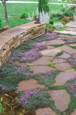 Splendens Purple Creeping Thyme - (Thymus Praecox) - 5 Pack Of Quart Pots -Breeze Sprout Sales Thymus Praecox Splendens 3